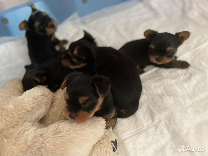 Йоркширский терьер