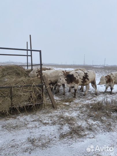 Продаю телок