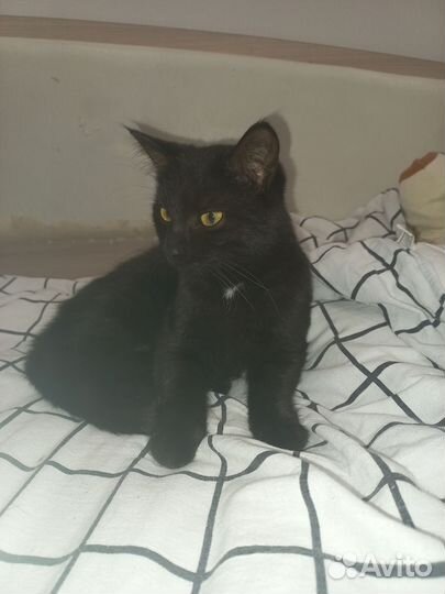 Отдам кошку