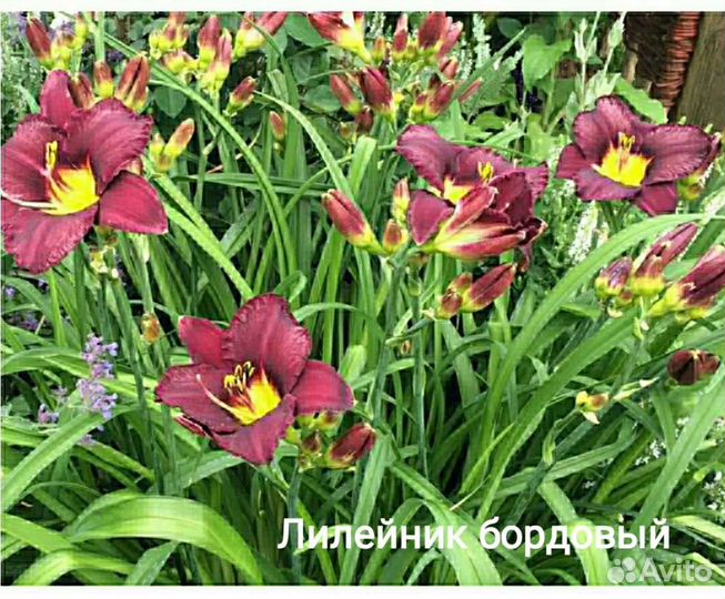 Многолетники