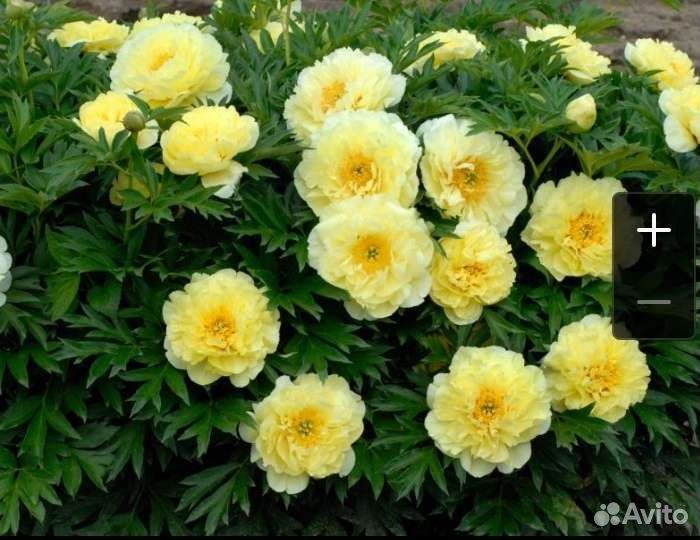 Пион бартзелла