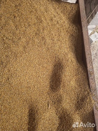 Зерно ячмень