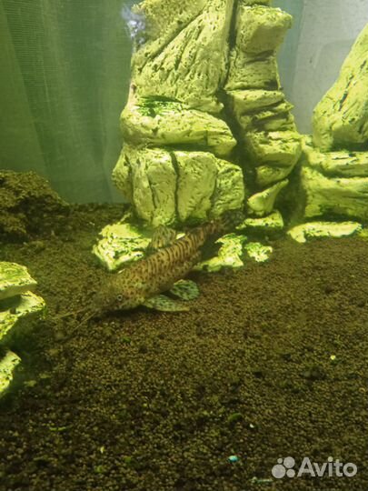 Аквариумные рыбки