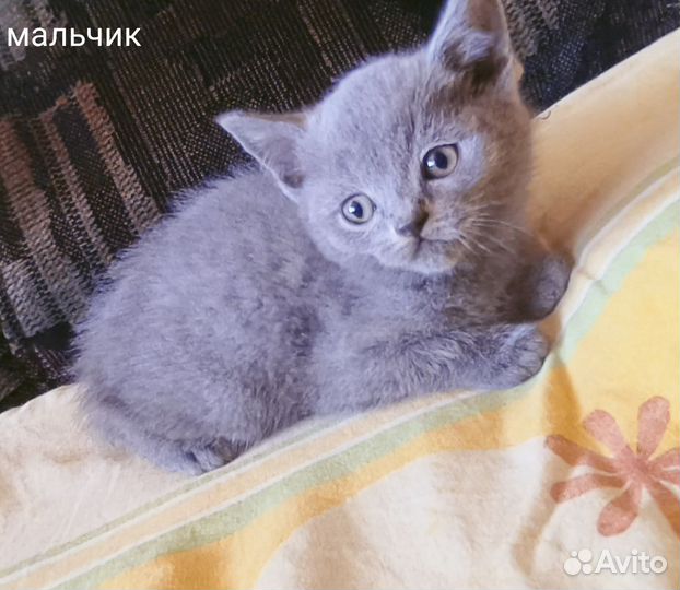 Британские котята