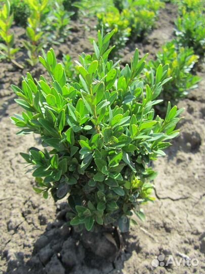 Саженцы самшита