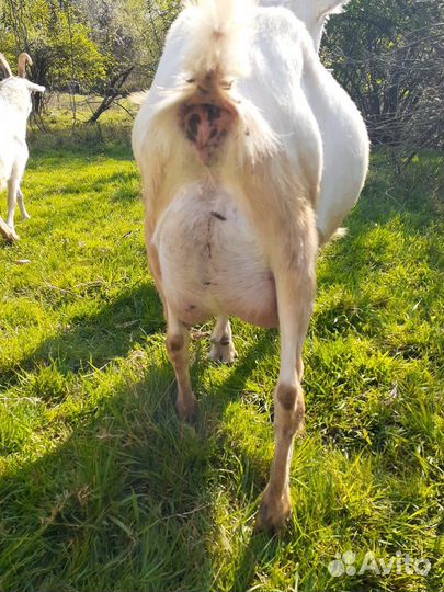 Дойные козы