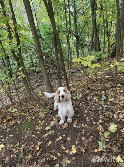 Вязка английский кокер спаниель