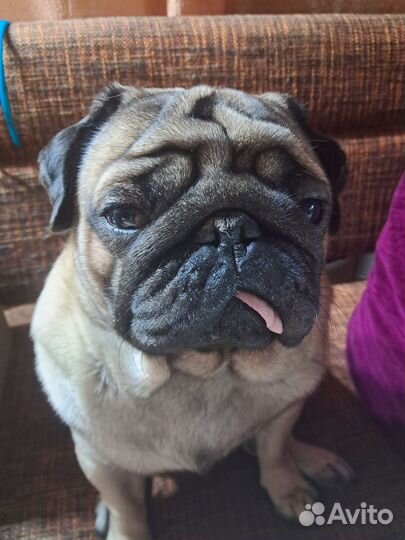 Мопс вязка мальчик