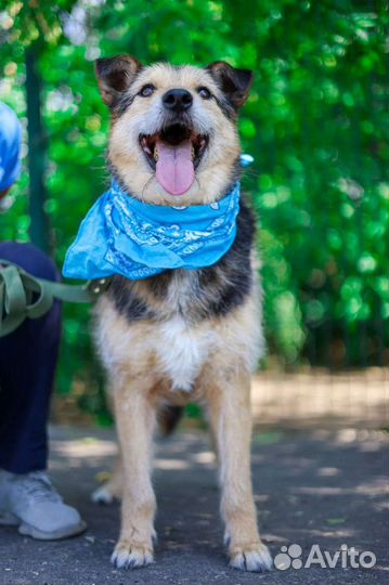 Спасите собаку из клетки