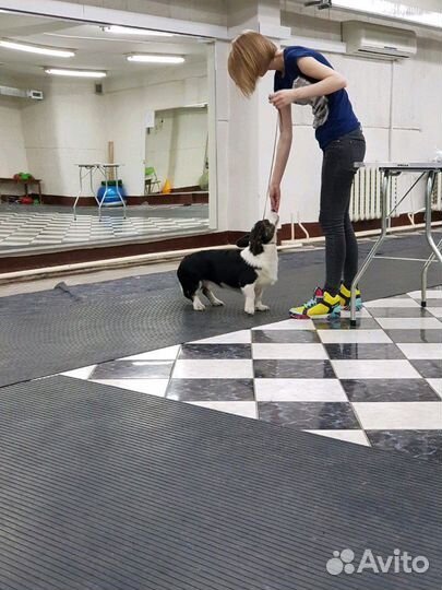 Вельш корги кардиган