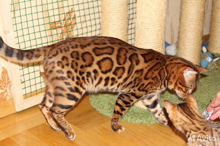 Бенгальский котик