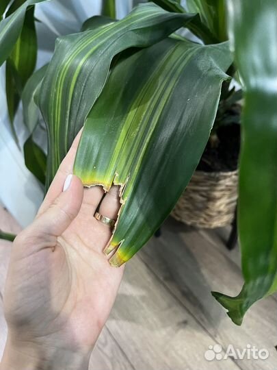 Пальма драцена