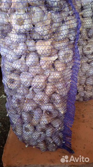 Чеснок домашний