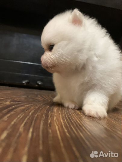 Щенки шпица