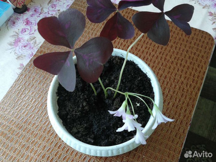 Комнатные цветы кислица сиреневая