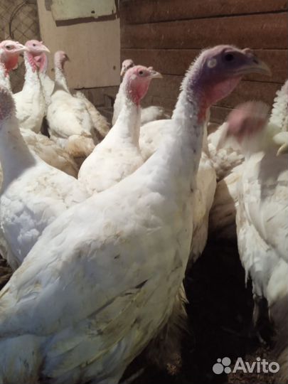 Куры молодки
