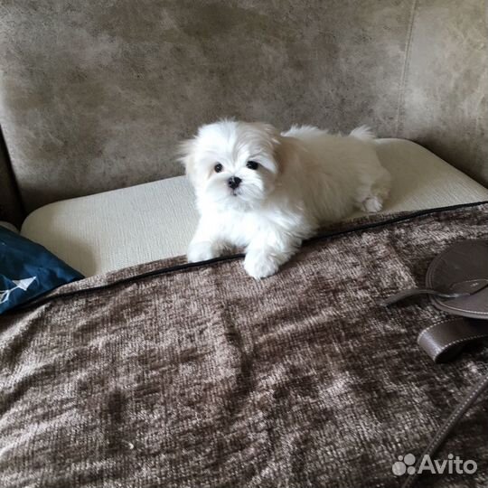 Мальтезе корея