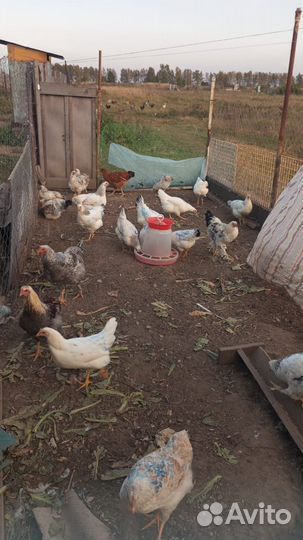 Куры молодки