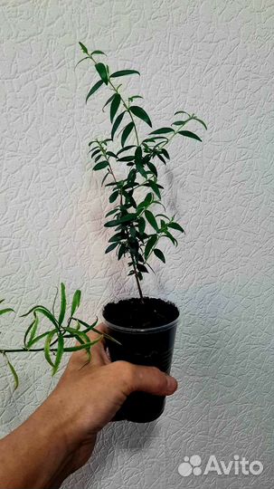 Миртовое дерево, Лавр благородный