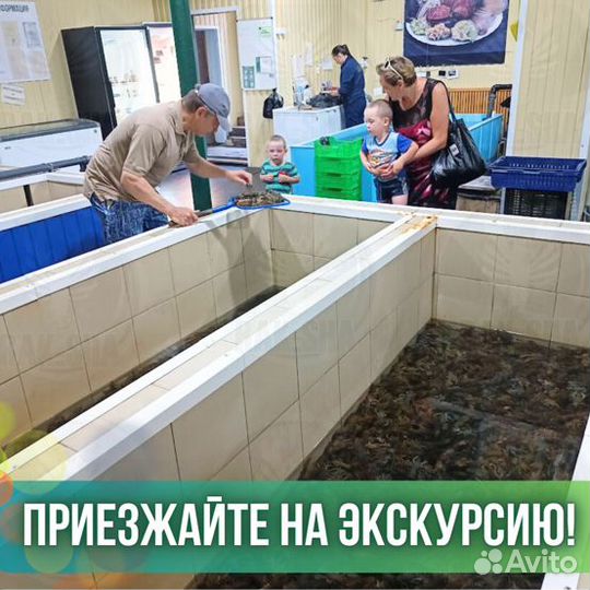 Морской гребешок филе заморозка Морепродукты