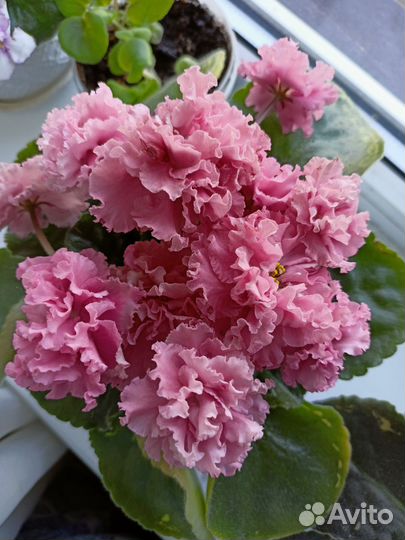 Фиалка в горшках