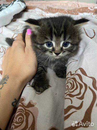 Котята