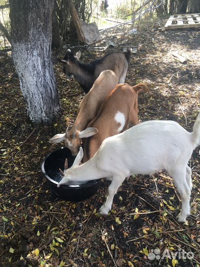 Козы дойные