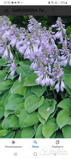 Растения для сада