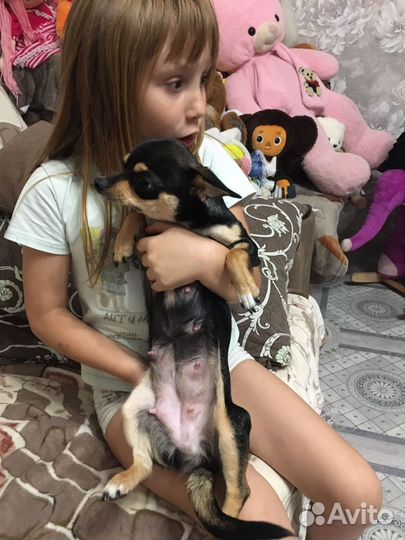 Щенки чихуахуа