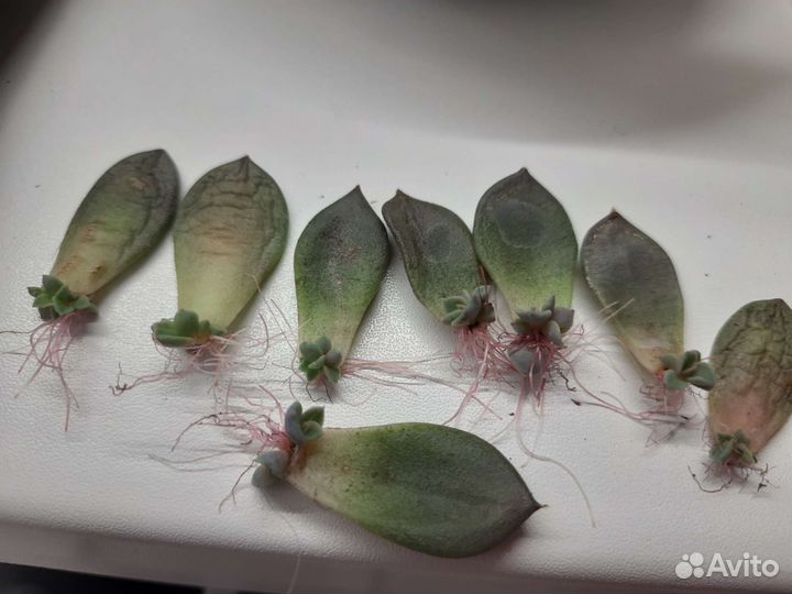 Эхеверия черный принц