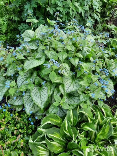 Многолетние садовые растения