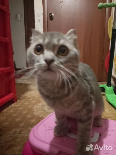 Вислоухий котенок
