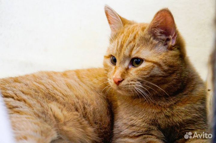 Рыжая девочка Плюша