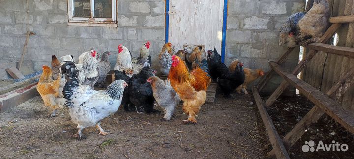 Молодые (11мес.) куры и петухи Брама
