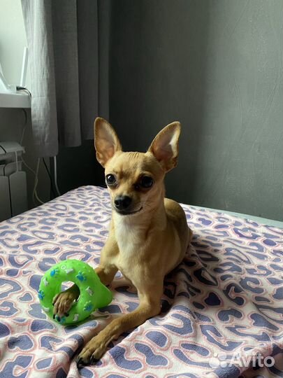 Русский той-терьер вязка