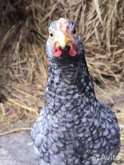Молодые петушки, породы маран, синь-синь-дянь