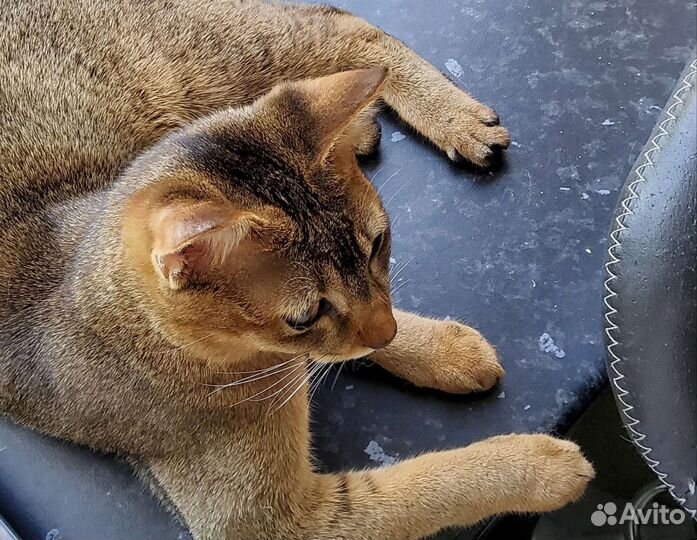 Чаузи. Котята