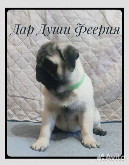 Мопса щенки с документами РКФ