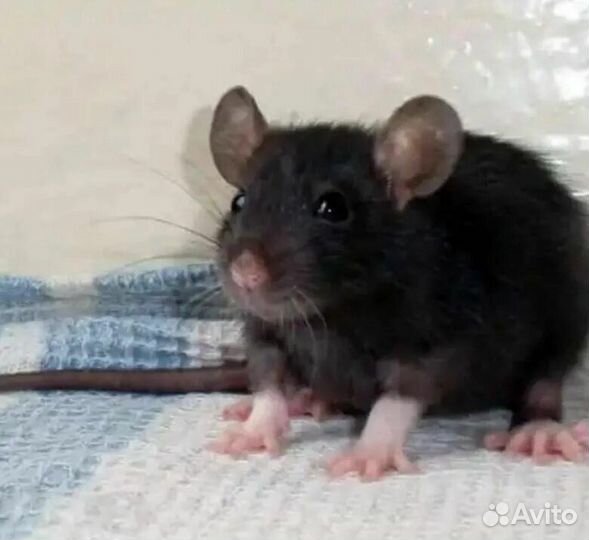 Крыса дамбо мальчики