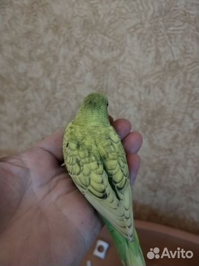 Птенцы волнистый попугай