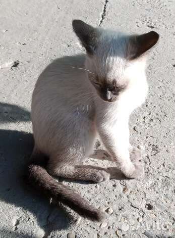 Котята