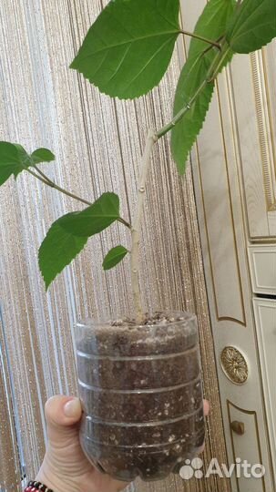 Гибискус красный махровый