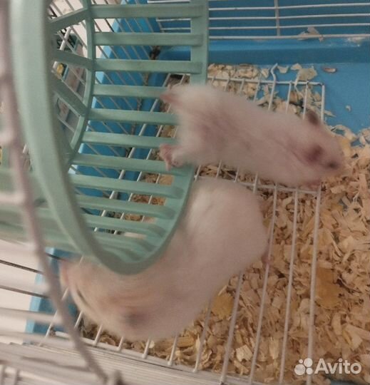 Сирийский хомяк