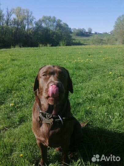 Лабрадор. Вязка