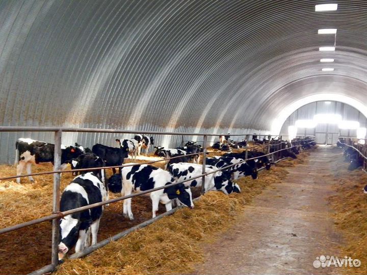 Бычки отпоенные