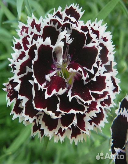 Гвоздика китайская Менестрель 0,05 гр