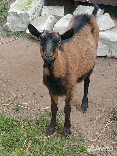 Козы дойные и козлята