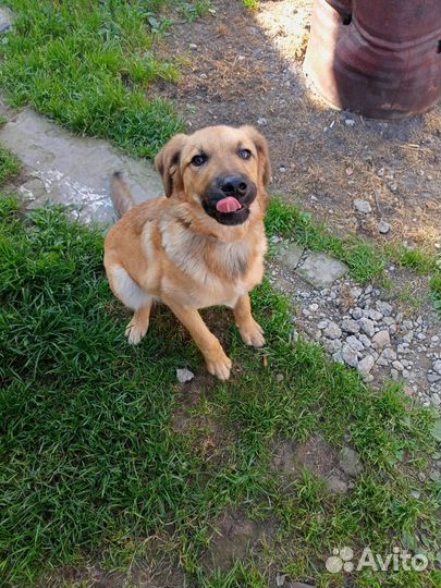 Отдам в добрые руки