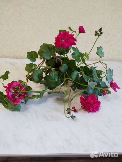 Ампельная герань