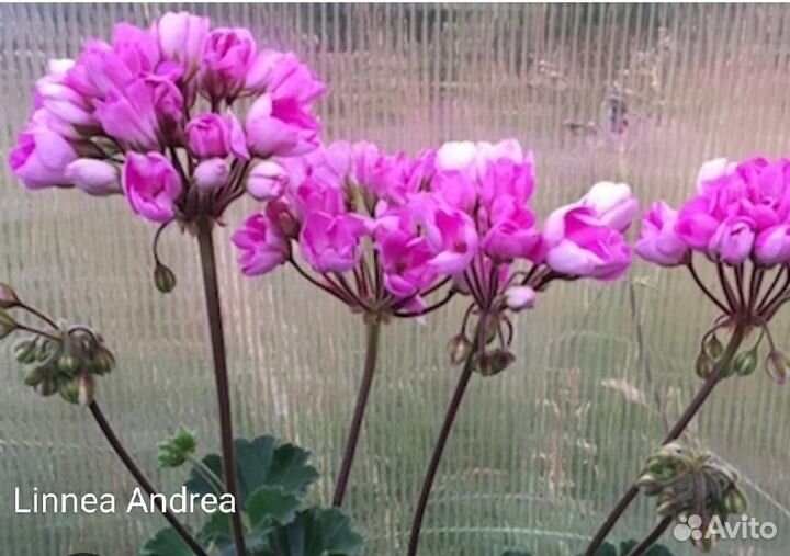 Сортовые пеларгонии более 80 сортов